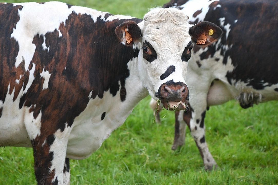 Greenfield Pastures Farm 3