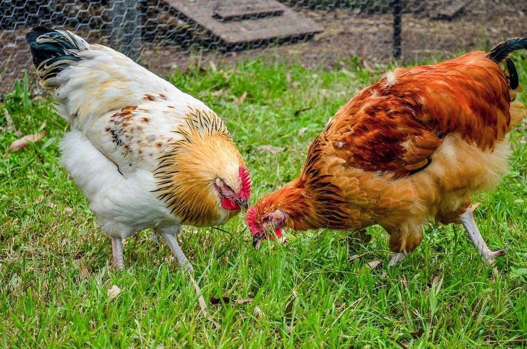 Greenfield Pastures Farm 6