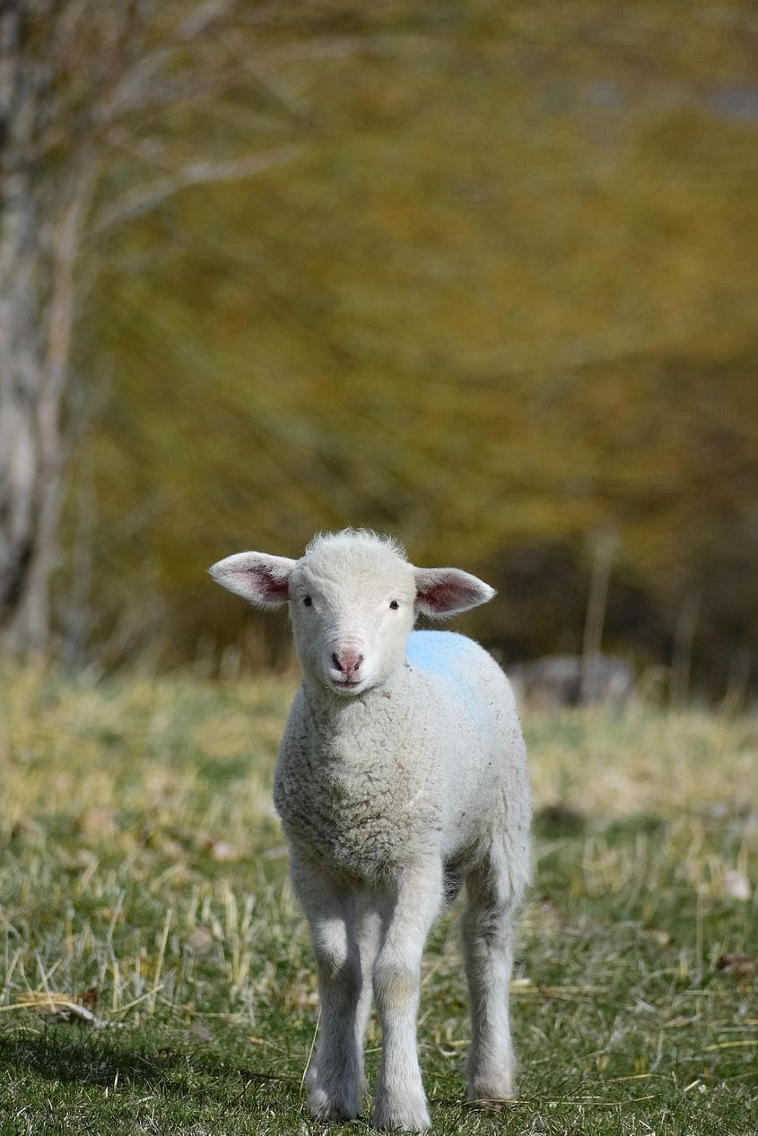 Greenfield Pastures Farm 8