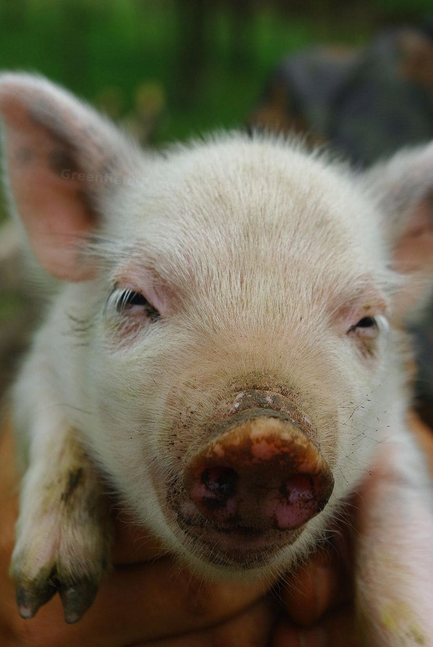 Greenfield Pastures Farm 9
